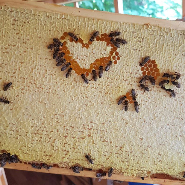 verdeckelte Honigwabe